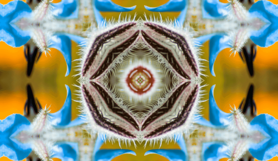 Simetría radial