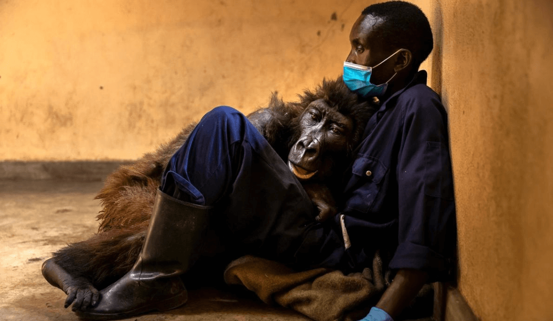 Una foto realmente conmovedora, Ndakasi gorila