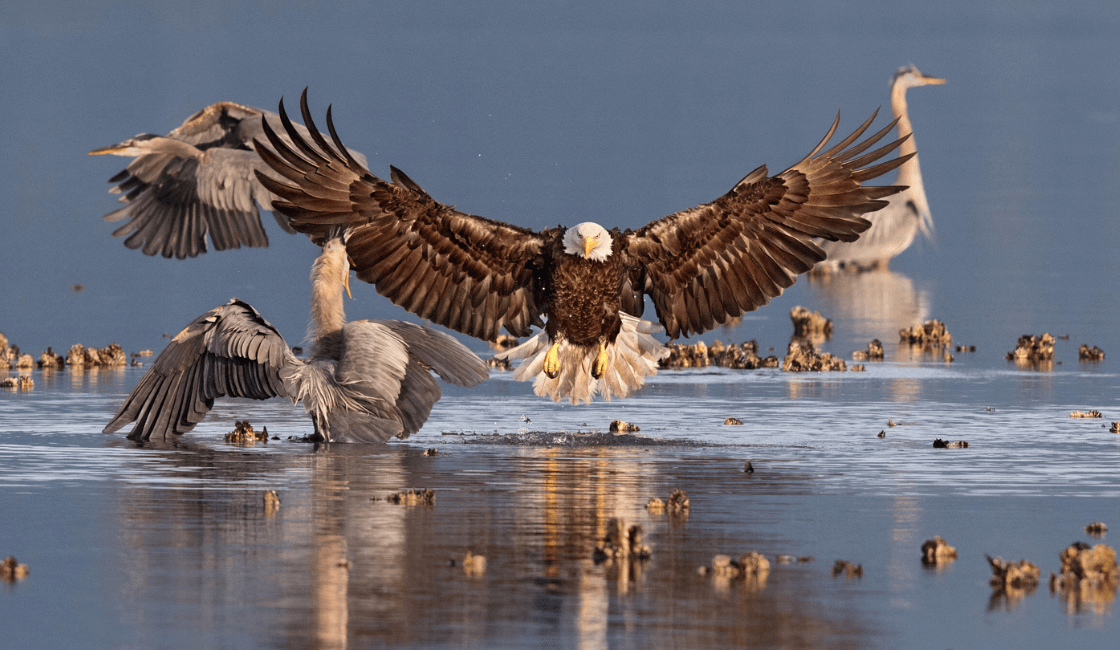 Una de las fotografías más asombrosas de las águilas