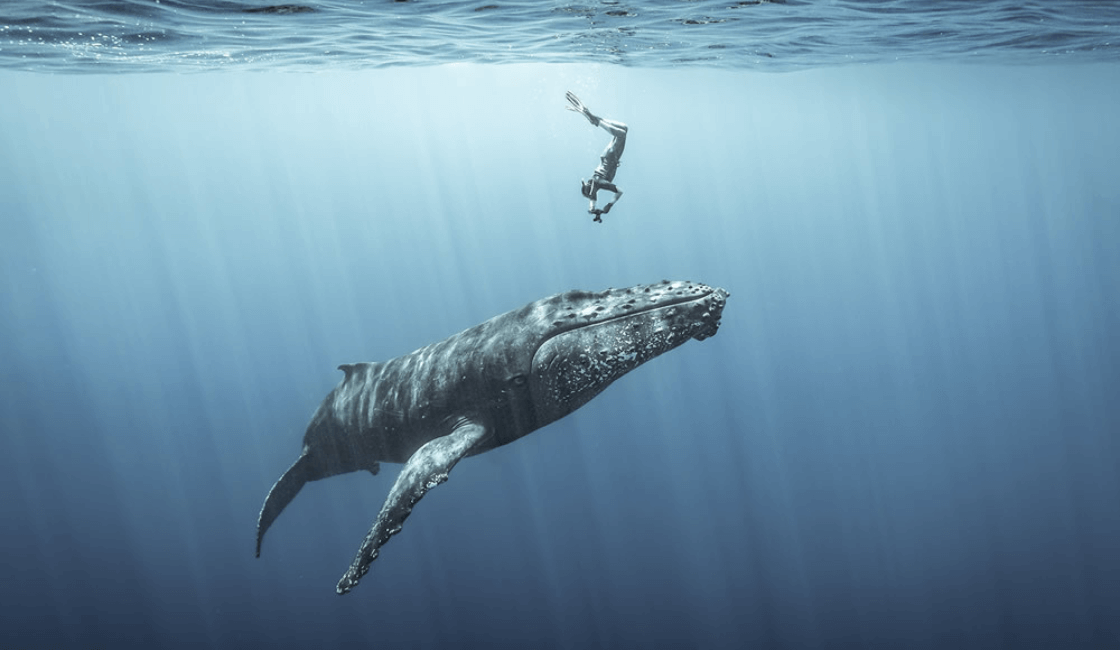 Una de las fotografías más asombrosas en la profundidad del mar