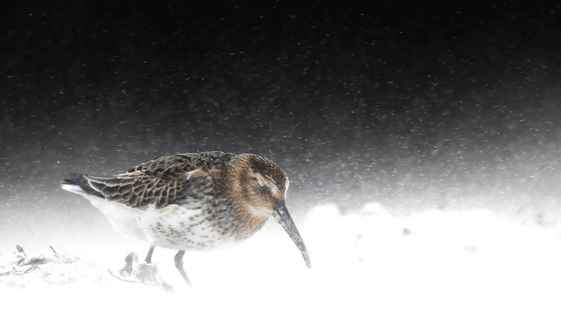 Fotografías de aves enfrentando la tormenta