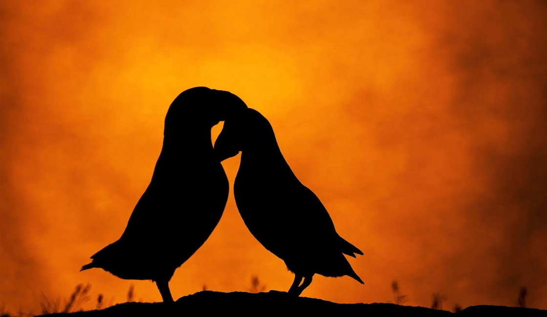 Fotografías de aves romántica