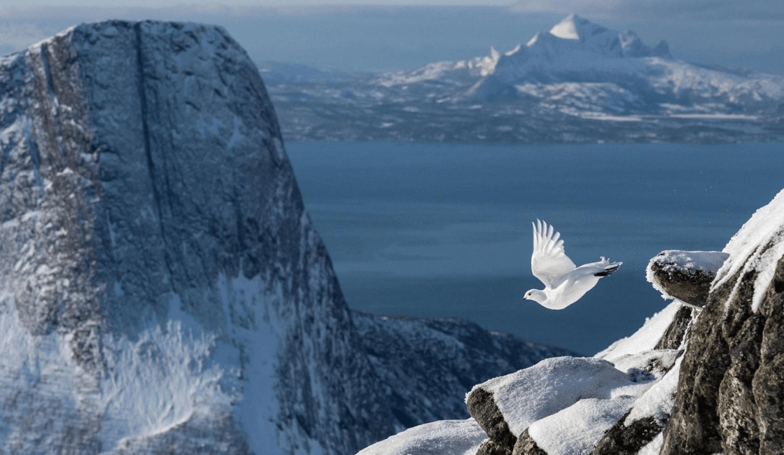Las fotografías de aves, ganadoras de concurso 2022